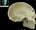 <p>bony ridge located along the inner (medial) surface of the mandibular body</p>