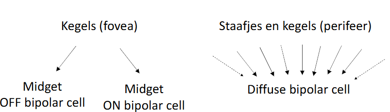 <ul><li><p>verticale route: fotoreceptoren, bipolaire cellen &amp; ganglioncellen</p></li><li><p>bipolaire cellen = intermediair</p><ul><li><p>verschillende soorten bipolaire cellen &amp; bedrading bepaalt informatie die van fotoreceptoren naar ganglioncellen wordt doorgegeven</p></li></ul></li><li><p>in perifere zicht:</p><ul><li><p>bipolaire cel ontvangt input van wel 50 fotoreceptoren → bundelt info dan &amp; geeft deze door aan ganglioncel</p></li></ul><p>→ convergentie van informatie van vele fotoreceptoren naar 1 diffuse bipolaire cel</p><ul><li><p>kenmerkend voor staafjesroute</p></li><li><p>convergentie ook optredend in kegeltjesroute in perifere netvlies</p></li></ul><p>→ bundelen van informatie van vele fotoreceptoren: zeer belangrijk mechanisme om visuele sensitiviteit te verhogen</p><ul><li><p>meeste staafjes communiceren met ganglioncellen via diffuse bipolaire cellen → verklaart waarom staafjessysteem goed kan functioneren in schemerige lichtomstandigheden:</p><ul><li><p>diffuse bipolaire cel kan even snel reageren op 1 punt met fel licht of op meerdere vlekken met schemerig licht, omdat meerdere fotoreceptoren synaps nemen op elke diffuse bipolaire cel &amp; ganglioncel die naar diffuse bipolaire cel luistert, niet in staat is te onderscheiden welk lichtpatroon aanwezig is</p></li></ul></li><li><p>hoge graad van convergentie in perifere zicht: belangrijke gevolgen voor gezichtsscherpte (want verlies van detail)</p><ul><li><p>gezichtsscherpte neemt snel af met excentriciteit</p></li></ul></li></ul></li><li><p>in de fovea:</p><ul><li><p>kleine midget bipolaire cellen ontvangen input van afzonderlijke kegeltjes → geven informatie door aan afzonderlijke ganglioncellen</p></li><li><p>1-op-1 pathway tussen kegeltjes &amp; ganglioncellen alleen bestaand in fovea</p><ul><li><p>daarom beelden hier duidelijkst te zien wanneer ze op dit deel van netvlies vallen</p></li></ul></li></ul></li></ul><p>→ hoge convergentiegraad in periferie van netvlies: zorgt voor hoge lichtgevoeligheid, maar lage gezichtsscherpte</p><p>→ lage convergentiegraad in fovea: zorgt voor hoge gezichtsscherpte, maar lage lichtgevoeligheid</p><p></p>