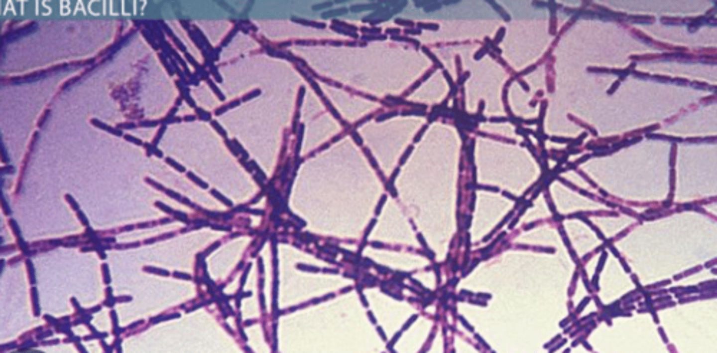 <p>Identify the bacteria's shape.</p>