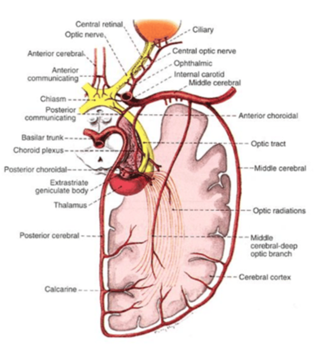 <p>branches of the:</p><p>-Ophthalmic</p><p>-Anterior cerebral</p><p>-Anterior communicating</p><p>-Internal carotid</p>