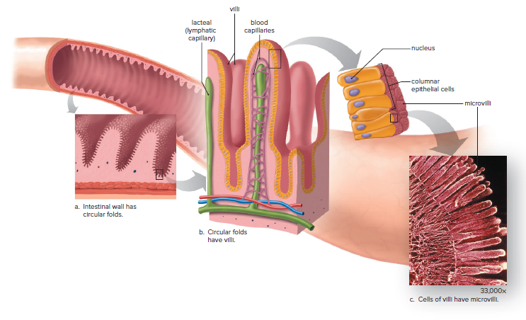 The small intestine and absorption of nutrients.