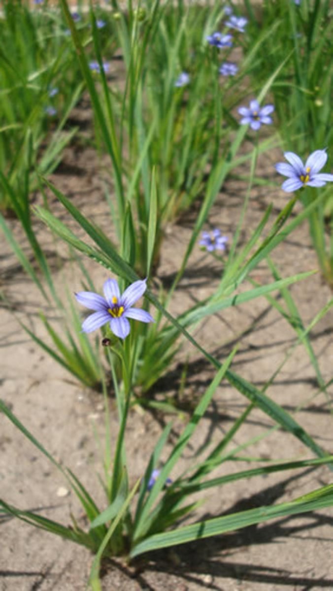 <ul><li><p>grass-like leaves with iris flowers</p></li><li><p>hypogenous 3-merous flowers</p></li></ul><p>Genus</p>