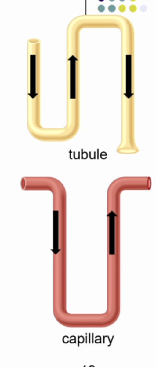 <p>fluid in 1 tube flows in opposite direction to 2nd tube</p><p>-greatly increases opportunity for exchange of H2O and solutes</p>