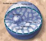 <p>a part of the cell containing DNA and RNA and responsible for growth and reproduction</p>