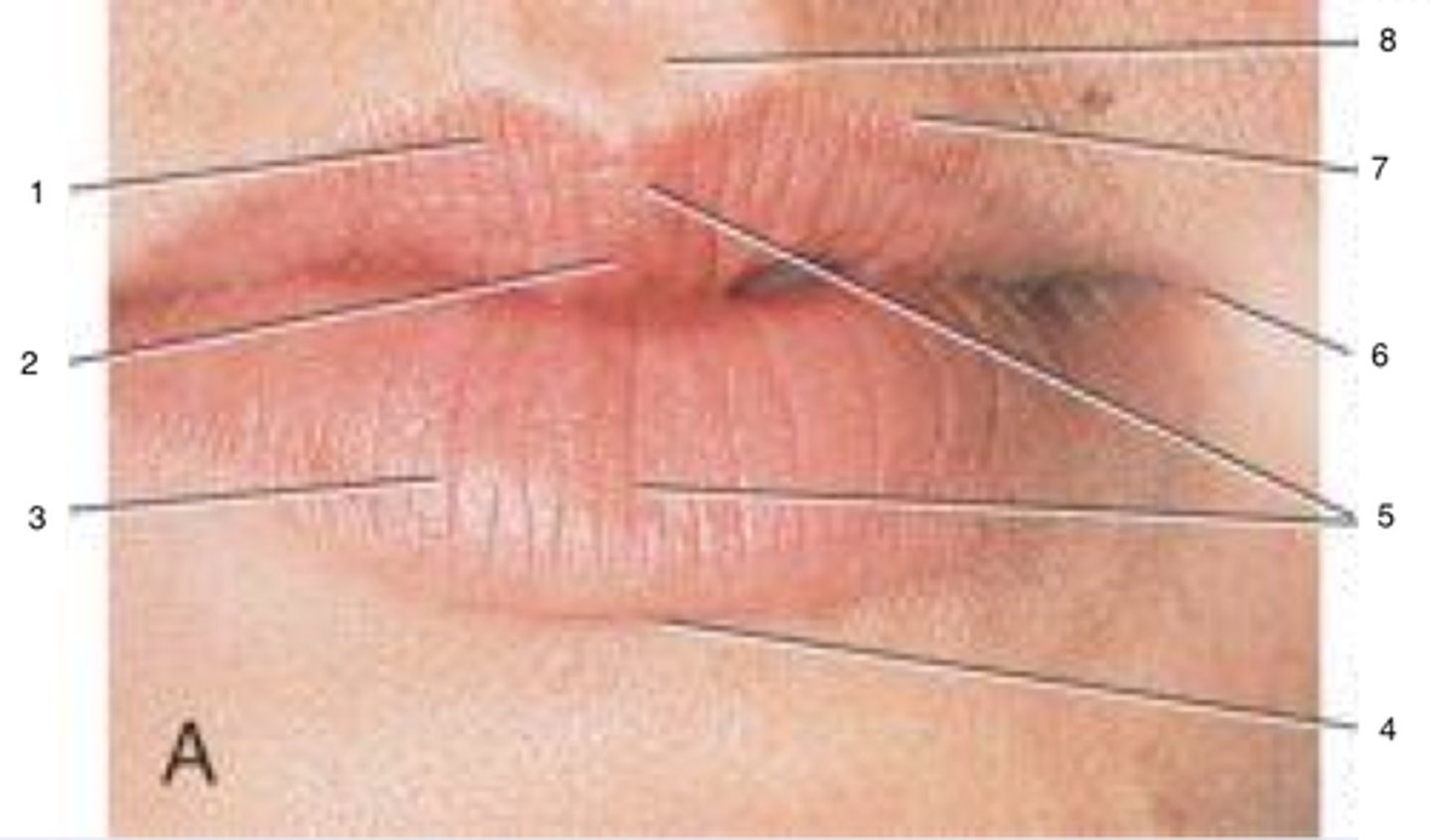 <p>identify parts of the labia</p>