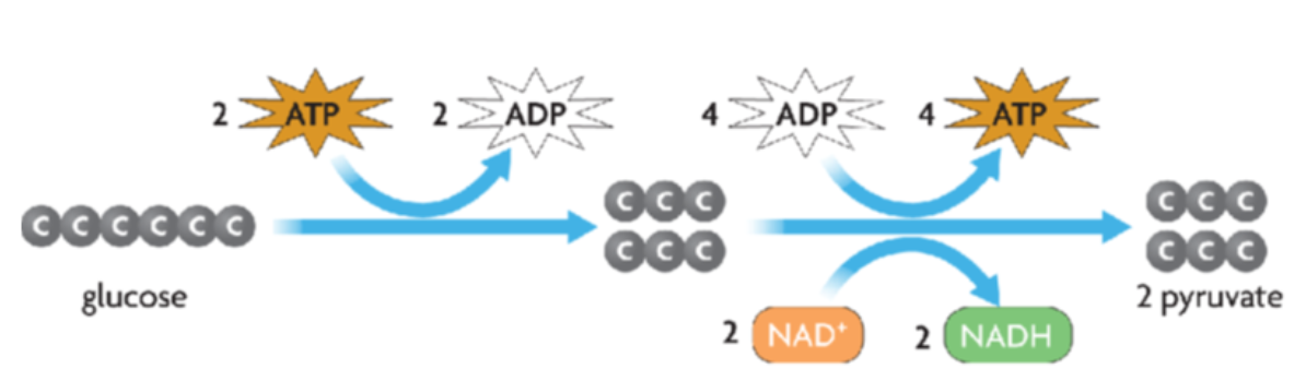 <ul><li><p>First stage of cellular respiration</p></li><li><p>Occurs in the cytoplasm of the cell</p></li><li><p>Breaks down glucose into 2 3-C pyruvate molecules (used in aerobic respiration)</p></li><li><p>Produces ATP and NADH</p><ul><li><p><strong>NADH</strong> = carries electrons to the Electron Transport Chain (final stage of aerobic respiration)</p></li></ul></li><li><p>Doesn’t use oxygen (anaerobic)</p></li></ul><p></p>