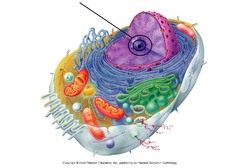 <p>Found inside the nucleus and produces ribosomes</p>