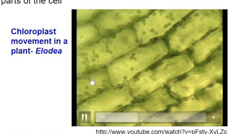 <p>Directed flow of cytosol and organelles around cells, especially prevalent in plant cells (can be seen in fruit fly and c.elegan embryos), aiding nutrient and metabolite delivery.<br><br><strong>Example:</strong> Chloroplast movement in <em>Elodea</em>.</p>