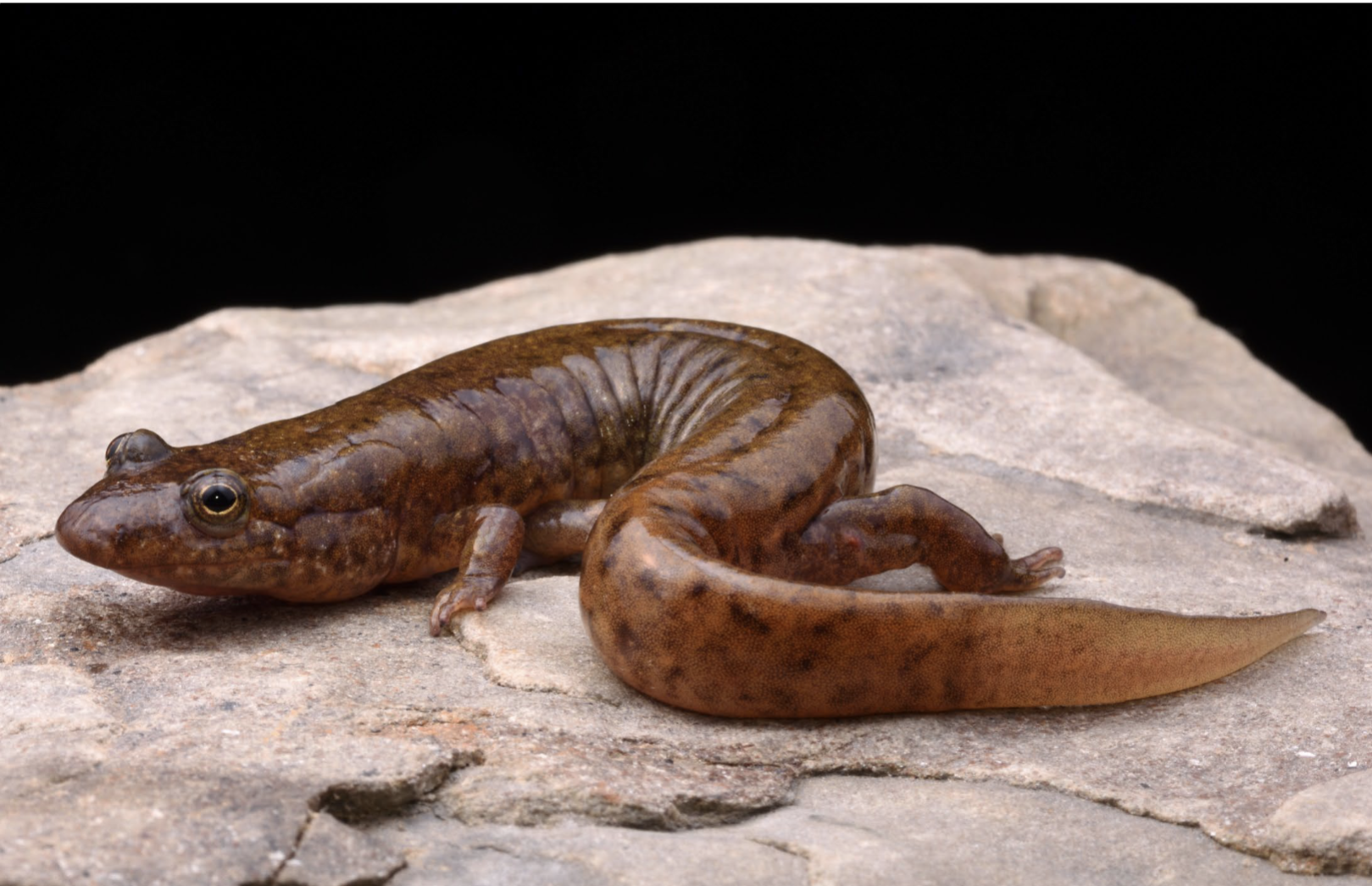 <p>Proximal tail flattened, distal is keeled;</p><p>Tips of toes are darkened; Chubby</p><p>salamander; Venter is stippled with gray or</p><p>brownish pigment; </p>