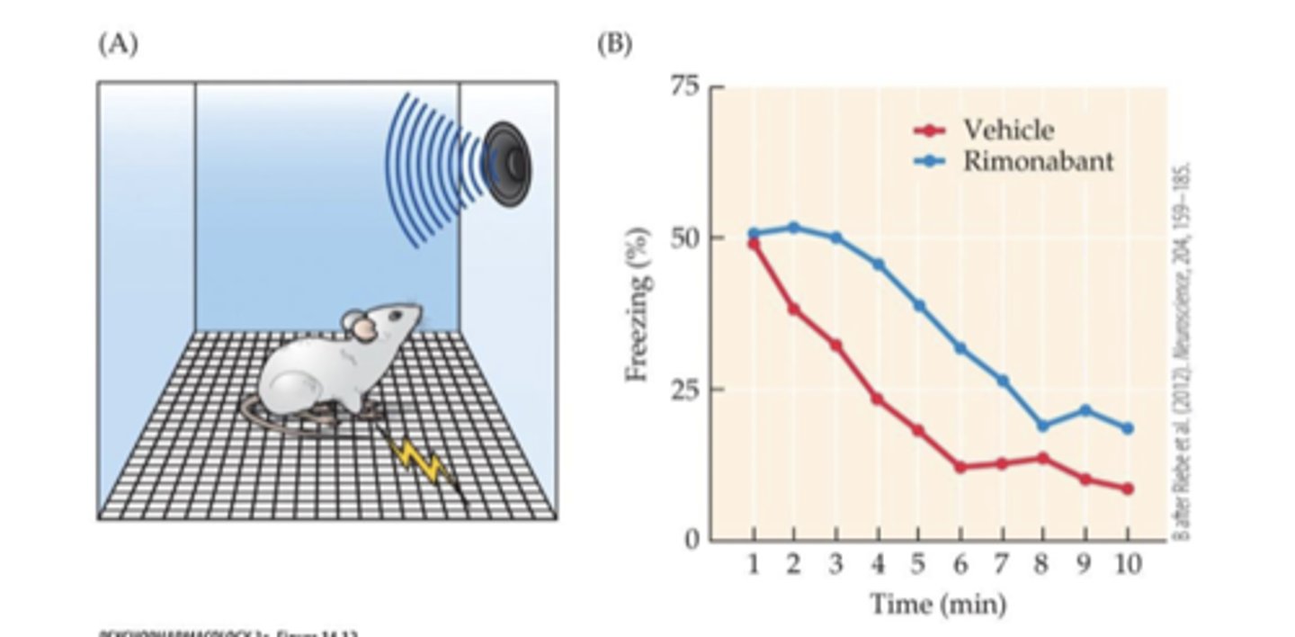 <p>Day 1: Single conditioning session</p><p>Day 2: Rx then returned to apparatus with tone continuously presented in absence of shock</p><p>- The rapid reduction in freezing behavior in the vehicle-treated group demonstrates normal extinction of the fear response</p><p>- relative persistence of this behavior in the rimonabant-treated group suggests that endocannabinoid release helps facilitate extinction of learned fear responses</p>