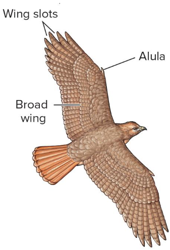 <p>What are these kinds of wings for?</p>