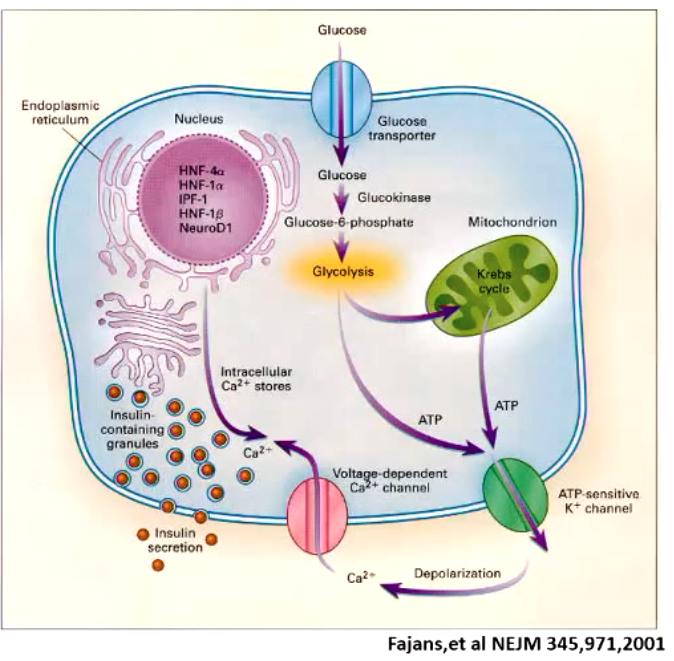 <p>glucokinase activity regulates rate of glycolysis that in turn regulates insulin secretion</p>