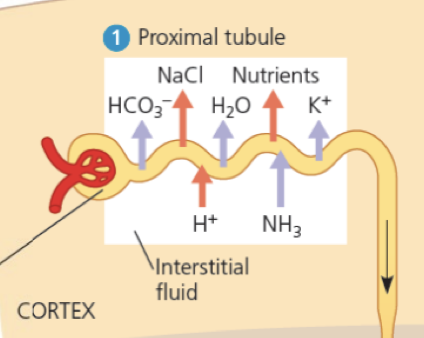 <ul><li><p>NaCl, H2O, glukose, aminosyrer og K+ går ut av nefronane til den interstitielle væska gjennom aktiv og passiv transport</p></li></ul>