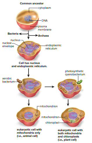 Evolution of the eukaryotic cell.