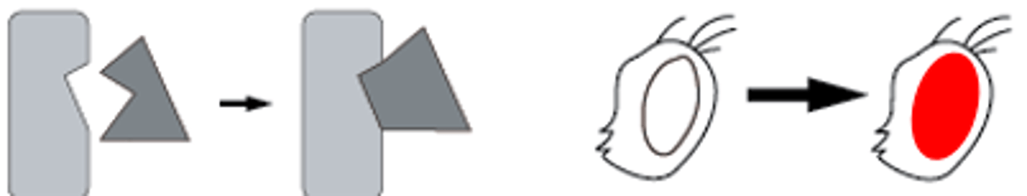 <p>A second mutation in a different gene that compensates for the primary mutation</p>