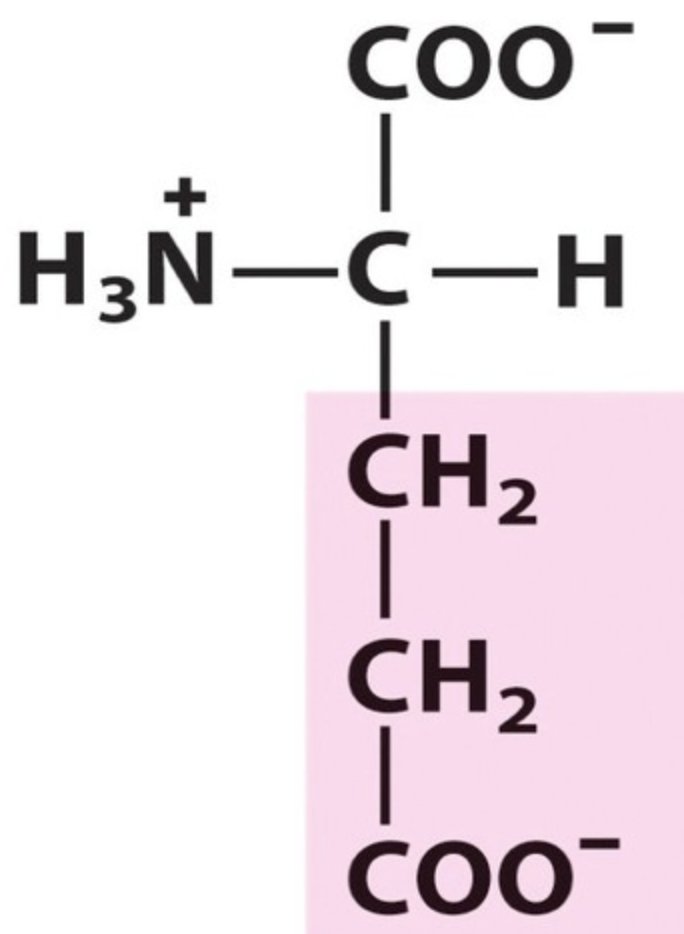 <p>Name the amino acid.</p>