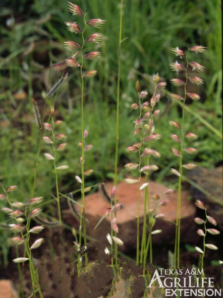 Sideoats grama