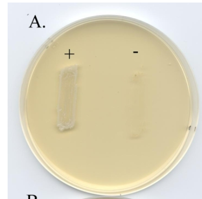 <p><span>Selects for Gram + species, acting as a partial inhibitor for Gram -</span></p>