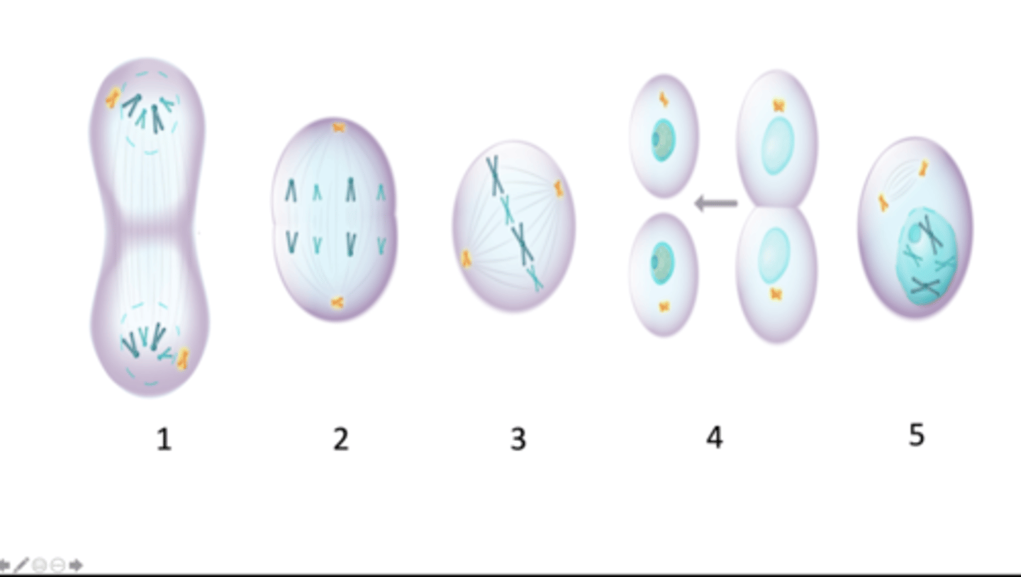 <p>Below are images (labelled 1 - 5; label is underneath an image) of a cell at different stages of the M phase of the cell cycle. The cell is a somatic cell from a diploid organism containing 4 chromosomes in total. Homologous chromosomes are represented in the same colour. Which of the options represents the correct combination of image (identified by its numeric label) and name of the stage of M phase?</p>