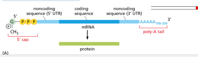 <p>adds 100’s of adeneine nucleotides to 3’ end of mRN</p>