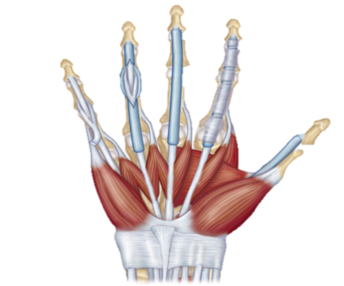 <p>What is the group of muscle that is at the base of the thumb?</p>