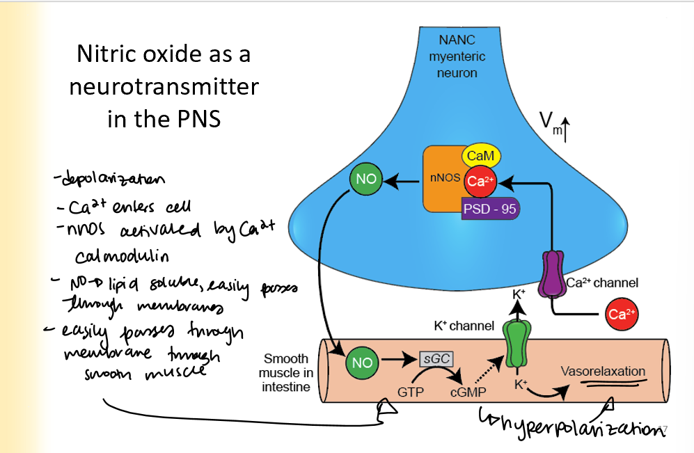 <ol><li><p>presynaptic cell becomes depolarized</p></li><li><p>Ca2+ enters the cell</p></li><li><p>nNOS activated by Ca2+ and calmodulin</p><ul><li><p>NO is lipid soluble and easily passed through membranes</p></li></ul></li><li><p>goes to smooth muscle, turns GTP into cGMP and causes vasorelaxation</p></li></ol>