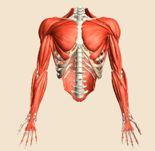 <p>Upper Limbs</p>