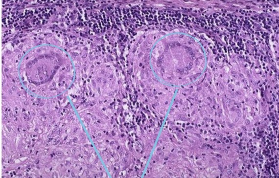 <p>A- identify</p><p>B- describe</p><p>C- identify the marked structure</p>