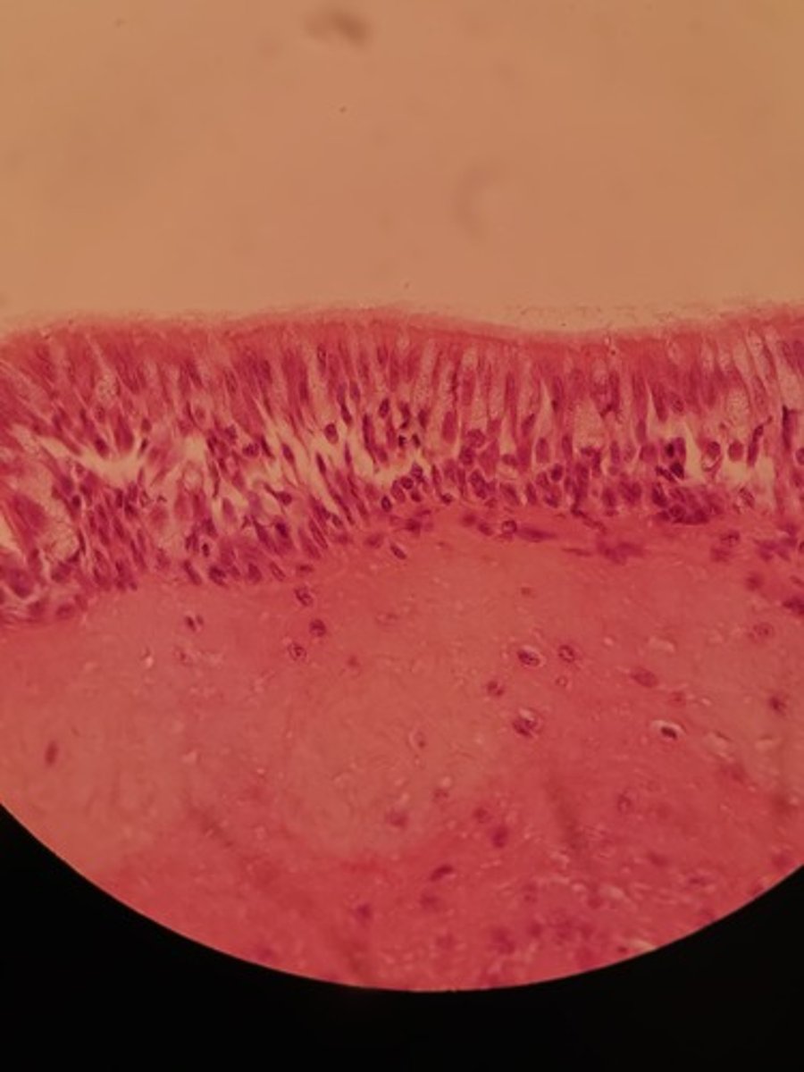 <p>Identify Tissue Type</p>