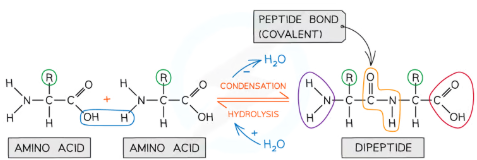 <ul><li><p>A peptide bond is formed through a <strong>condensation reaction</strong>:</p><ul><li><p>A hydroxyl group (-OH) from the <strong>carboxylic acid group</strong> of one amino acid combines with a hydrogen atom (H) from the <strong>amine group</strong> of another amino acid.</p></li><li><p>This reaction releases <strong>water (H₂O)</strong> and results in the formation of a <strong>covalent bond</strong> between the carbon (of -COOH) and the nitrogen (of -NH₂).</p></li></ul></li><li><p>The resulting molecule is a <strong>dipeptide</strong>, and repeated bonding of amino acids forms a <strong>polypeptide</strong>. Proteins may consist of one or more polypeptide chains.</p></li></ul><p></p>
