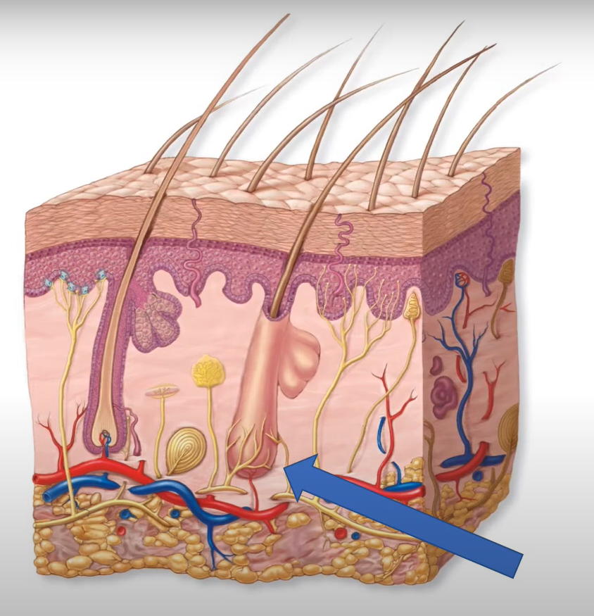 <p>-unencapsulated tactile receptor</p><p>-wrap around hair fibers</p><p>-phasic</p><p>-sense hair mvmt</p>