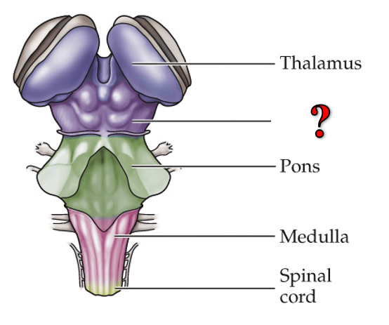<p>Fill in the missing label</p>
