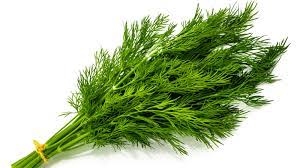 <p>DILL</p>