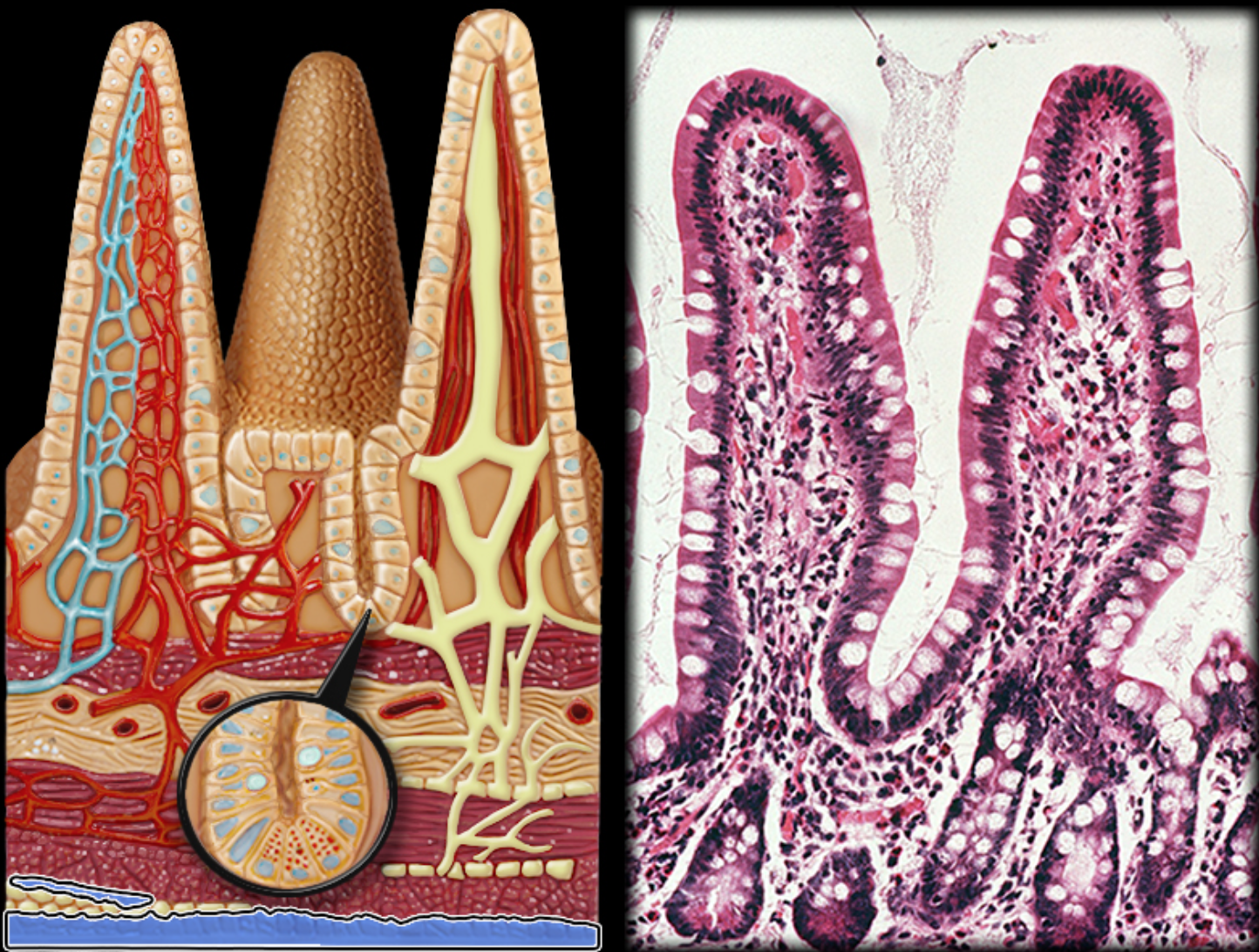 knowt flashcard image