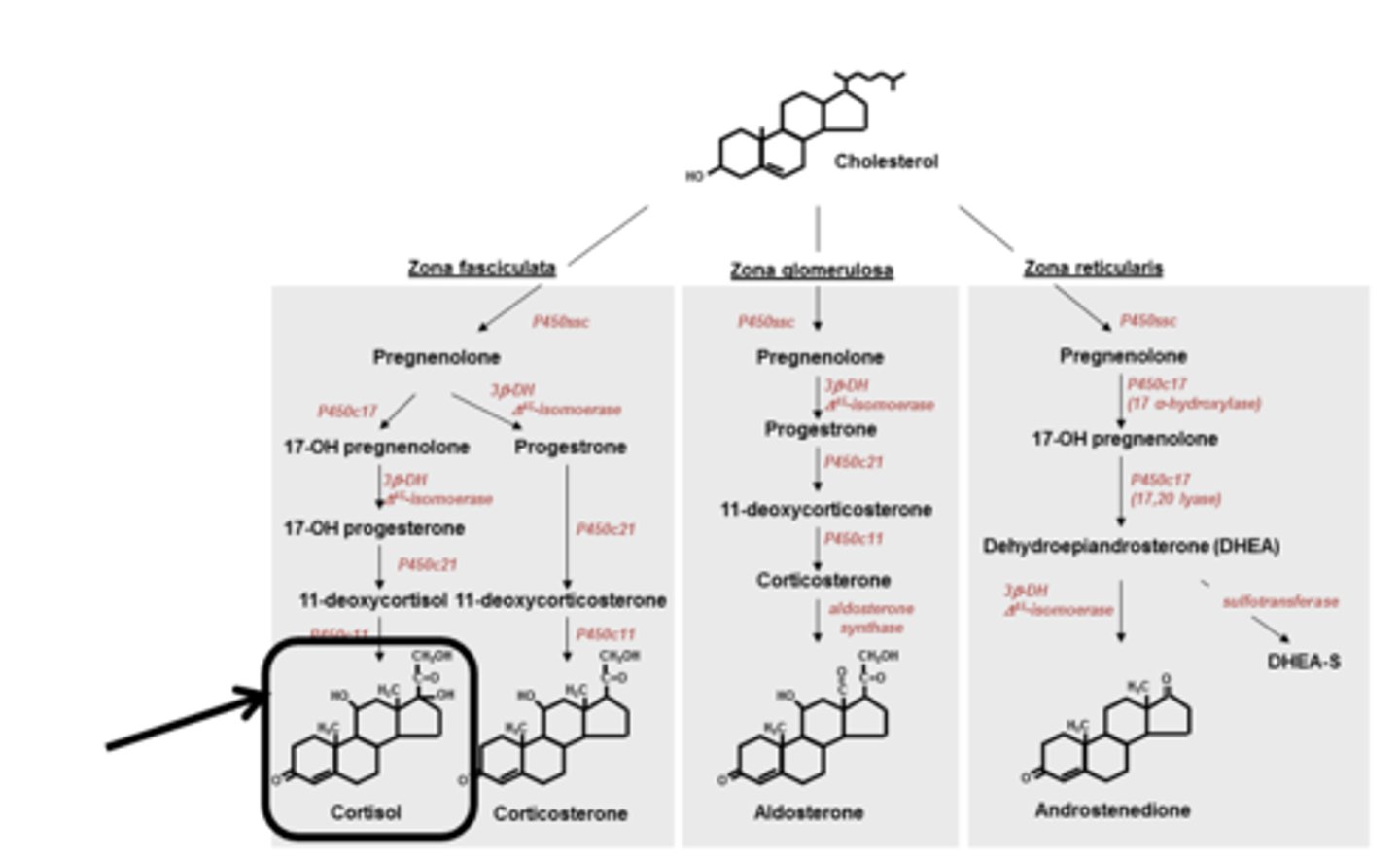 <p>adrenal cortex: hormones</p>