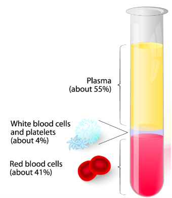 <p><span>Blood has <strong>FOUR</strong> components:</span></p><ul><li><p><span>Red blood cells</span></p></li><li><p><span>White blood cells</span></p></li><li><p><span>Platelets</span></p></li><li><p><span>Plasma</span></p></li></ul><p></p>