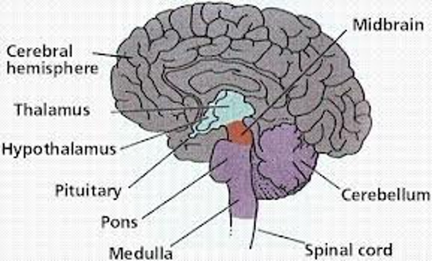 <p>-the brain's sensory switchboard, located on top of the brainstem</p><p>-directs messages to the sensory receiving areas in the cortex and transmits replies to the cerebellum and medulla</p><p>-part of the limbic system</p><p>-essentially the gateway to the cortext</p>