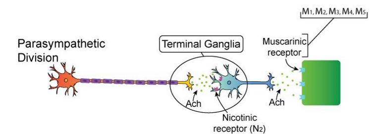 <ul><li><p><strong>Preganglionic neuron</strong>:</p><ul><li><p>Neurotransmitter = <strong>ACh</strong></p></li><li><p>Receptor = <strong>Nicotinic (Nn)</strong> on ganglion</p></li></ul></li><li><p><strong>Postganglionic neuron</strong>:</p><ul><li><p>Neurotransmitter = <strong>ACh</strong></p></li><li><p>Receptor = <strong>Muscarinic (M1–M5)</strong> on target organ<br><span data-name="arrow_right" data-type="emoji">➡</span> <strong>ACh → ACh</strong></p></li></ul></li></ul><p></p>