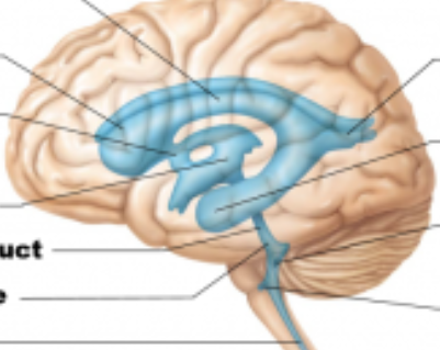 <p>Where are the lateral and medial apertures? </p>
