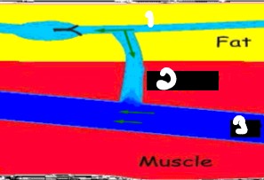 <p>Label the crossed-out parts of this image. </p>