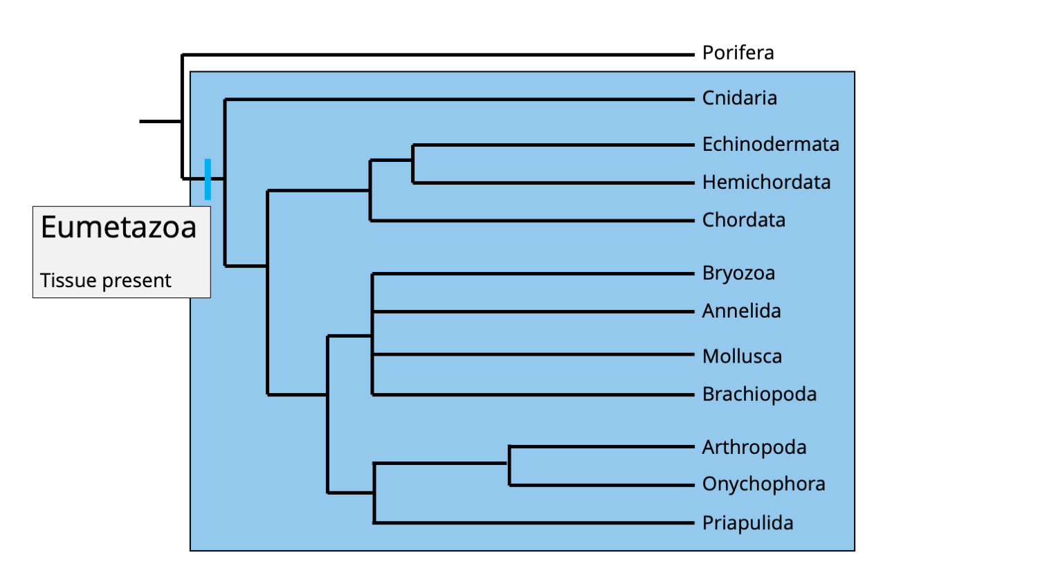 <p>true animals with differentitiaed tissues </p><p>contains radiata and bilateria</p>