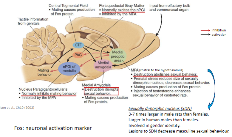 <ul><li><p>spinal mechanism - men with complete spinal cord transection above 10th thoracic segment can ejaculate</p></li><li><p>a group of neurons in the lumbar region (spinal ejaculation generator) lumbar spinothalamic (Lst) cells control ejaculation</p></li><li><p>destruction of Lst cells in rats abolishes ejaculation without affecting mounts or intromissions</p></li><li><p>brain mechanisms excite or inhibit spinal circuits</p></li></ul>