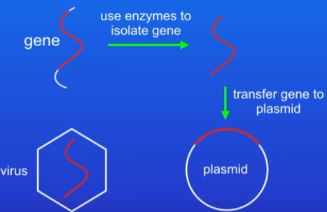 <ol><li><p>Identify the gene wanted for transfer (human, animal, plant) and use enzymes to isolate it</p></li><li><p>Transfer gene into a small circle of DNA called a plasmid </p><ul><li><p>plasmids are from bacteria - very useful for transferring DNA from one organism to another</p></li><li><p>can also use a virus instead</p></li><li><p>since both transfer DNA from one organism to another they are called VECTORS</p></li></ul></li><li><p>Desired gene is transferred into the target organisms cells (animal, plant or microorganism)</p><ul><li><p>Always transfer gene at an early stage in the organisms development - if transferring to animal, do it at early embryo stage</p></li><li><p>this makes sure all cells receive the transferred gene = organism develops with characteristics we want</p></li></ul></li></ol>
