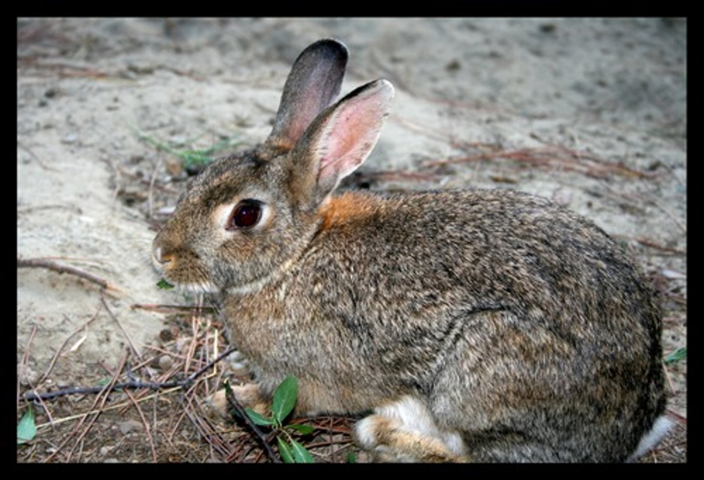 <p>the rabbit</p>