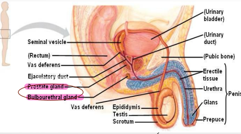 <p><strong>Cowper’s Glands</strong></p><p>-Small, pea-shaped _______ glands. Located in the deep perineal pouch (one on each side)</p><p>-Lateral to the membranous _______. Ducts open into the bulb of the penile urethra</p><p>-Contribute to _________ of the urethra and ___-________</p>