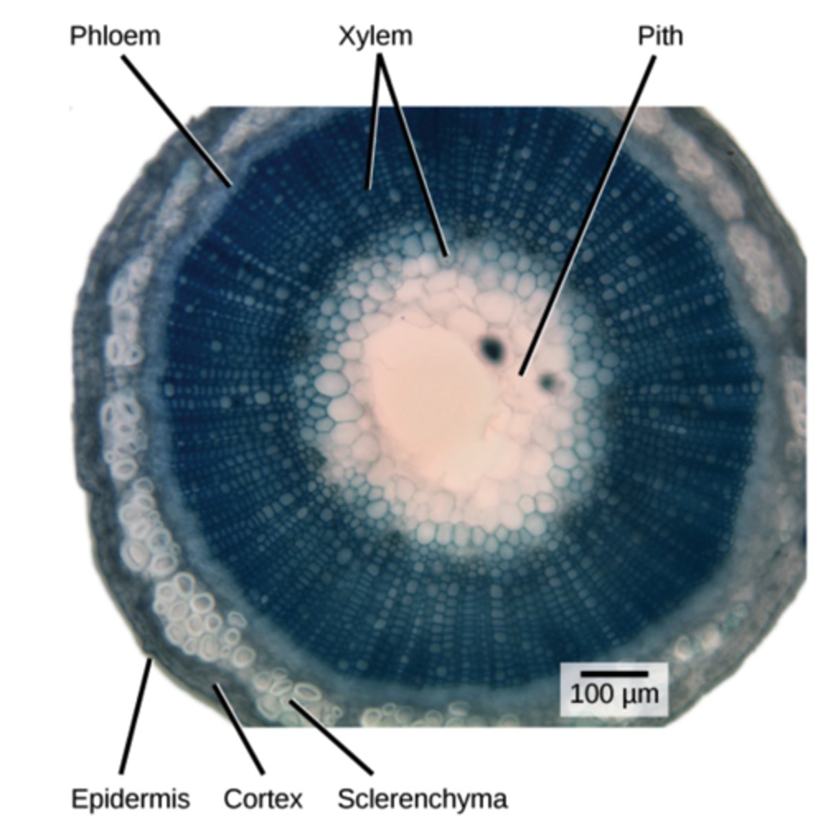 <p>lignin</p>