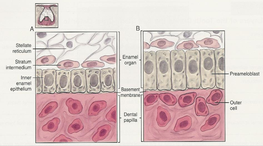 <p>After the first layer of ______ is formed. ____ begins to form enamel.<br><em>**Image is IEE differentiating into PREAMELOBLASTS </em></p>
