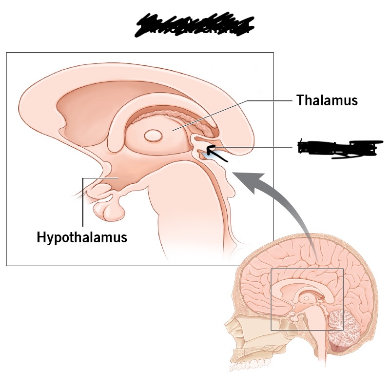 <p>Hangs from the third ventricle in the brain, pinecone shaped. </p>