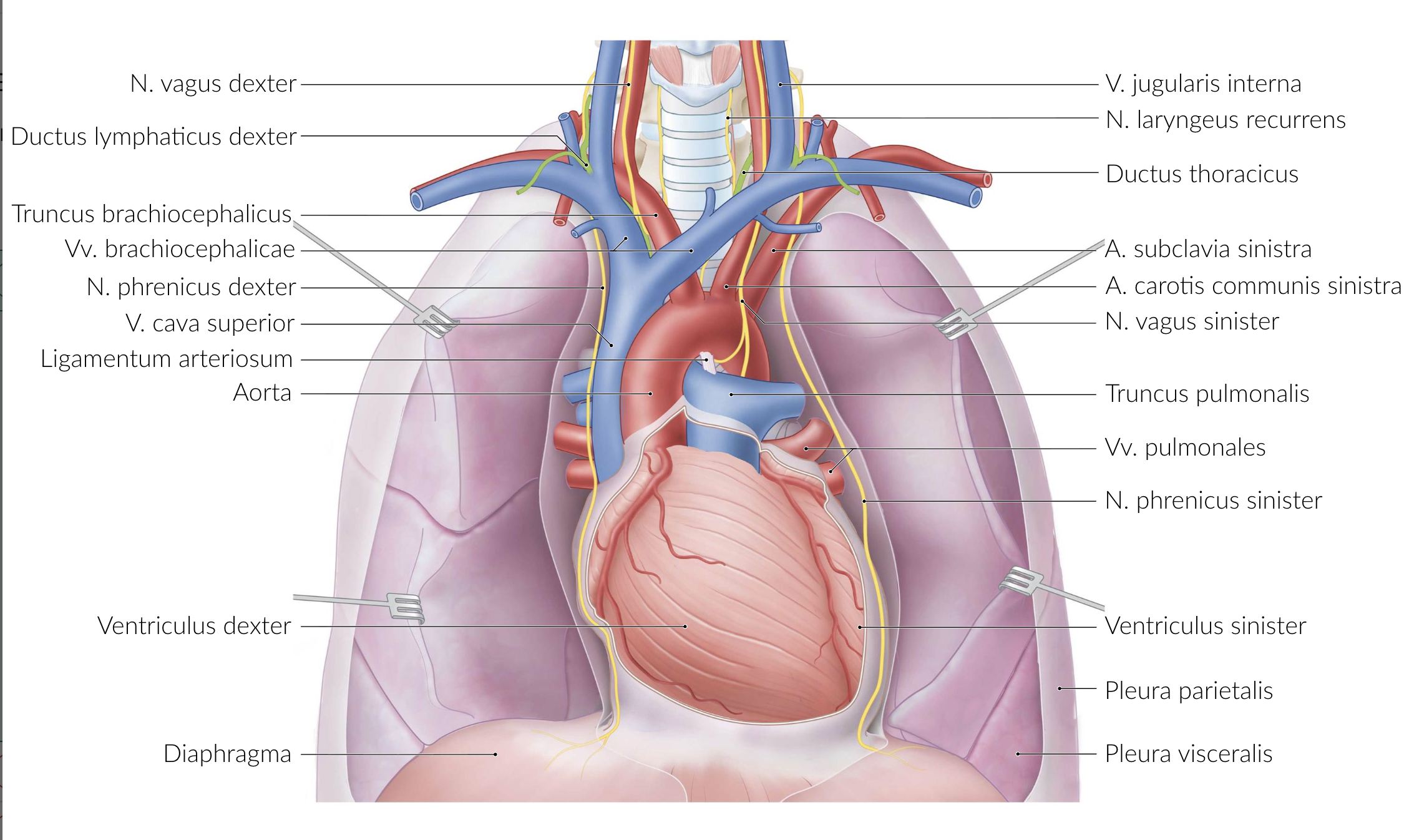 <p>A. Phrenic nerve (N. phrenicus)</p>