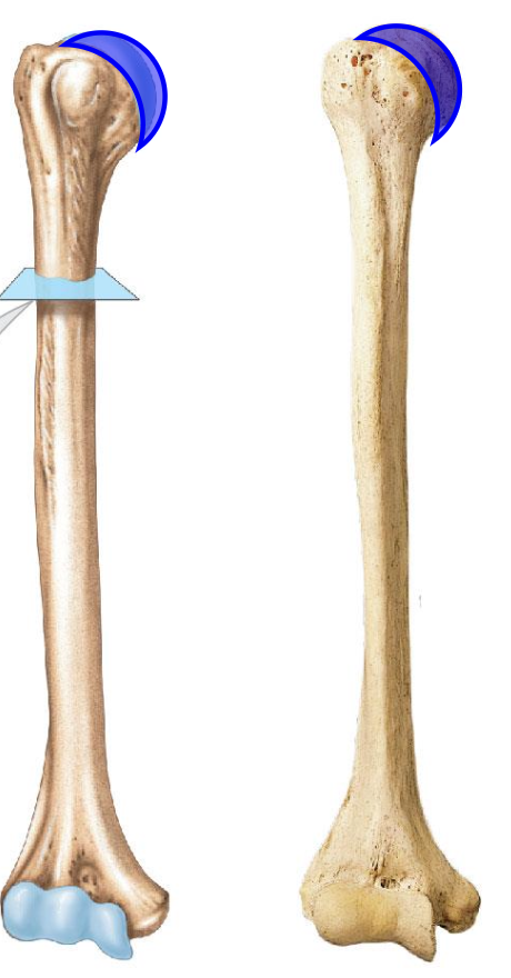 <p>Head of humerus importance</p>